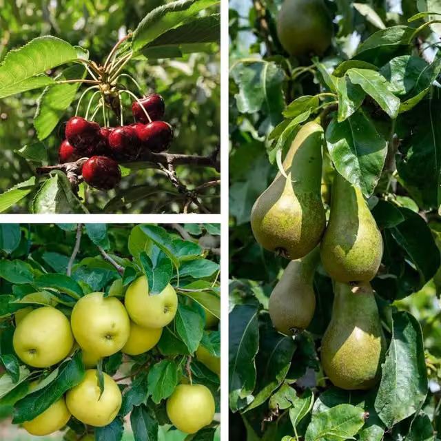 Thompson & Morgan Patio Fruit Tree Trio Collection, Green