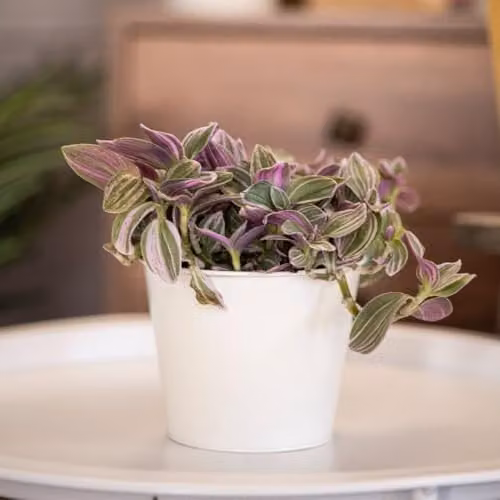 Thompson & Morgan Tradescantia Nanouk Fantasy Venice Indoor Hanging Plant with Tricoloured Foliage and Pink-White Flowers, 4 x 12cm Pots