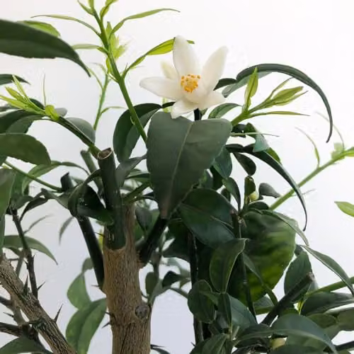 Thompson and Morgan Yuzu Citrus Fruit Tree, 3 Litre Potted Plant