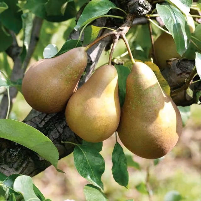 Marshalls Garden Conference Pear Fruit Tree, Green