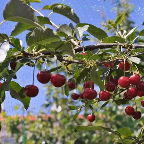 Thompson & Morgan Morello Cherry Bare Root Fruit Tree, Red