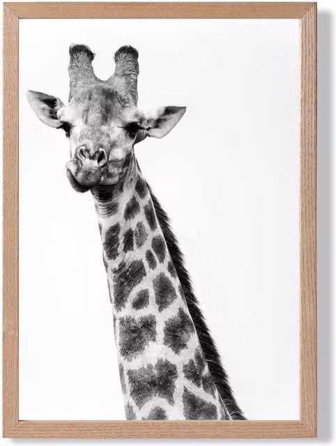 ARTZE Cheeky Giraffe Black and White Animal Photo Framed Print with Oak Frame, A3
