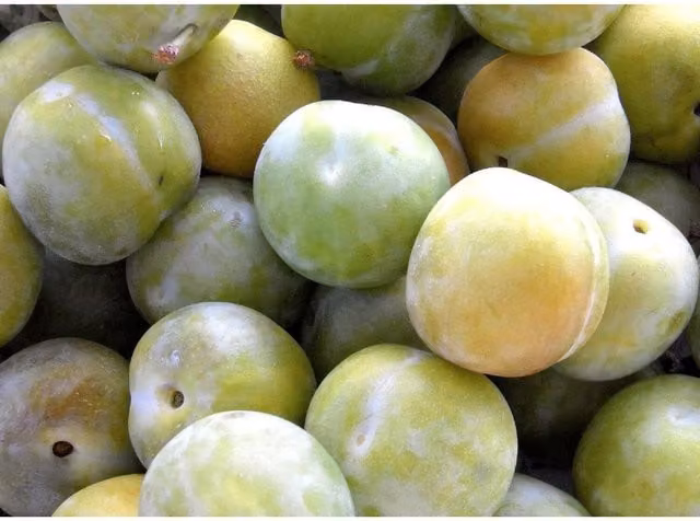 Direct Plants Cambridge Gage Plum Fruit Tree, Green, 7.5 l Pot
