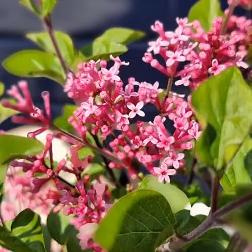 YouGarden Lilac Little Rosie Standard Ornamental Tree, Pink Flowers, Height: 90 cm