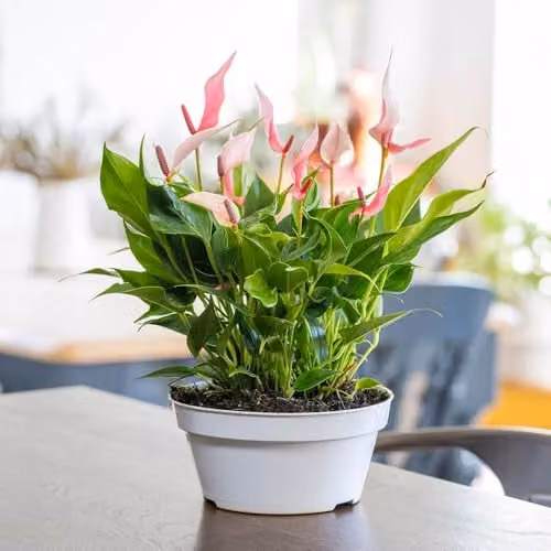 YouGarden Anthurium Lilli Pink Flamingo Flower Indoor Houseplant in 17cm Pot