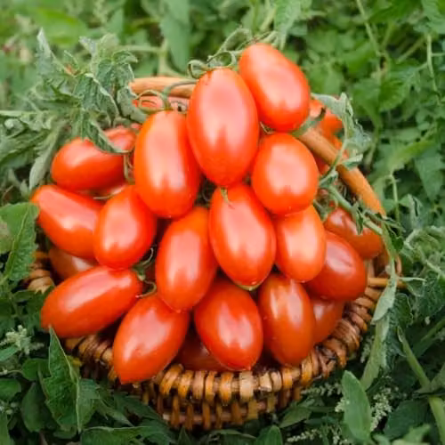 Thompson & Morgan Tomato Nagina F1 Hybrid Seeds, Blight-Resistant Red Plum Variety, 1x Seed Packet