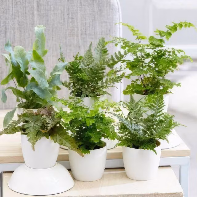 Primrose Plant Theory Starter Fern Foliage Indoor Houseplant in Green Plastic Pots, W/D/H: 6 x 6 x 6 cm