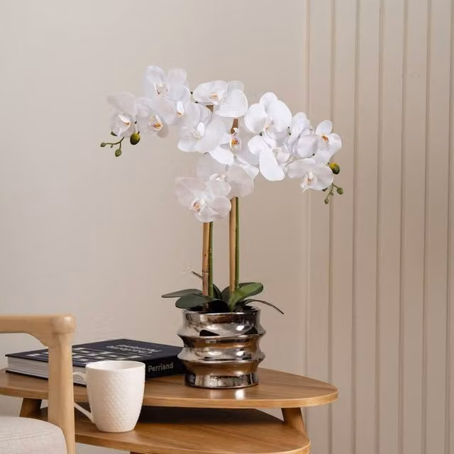 Scottish Everlastings Ltd White Orchid in a Silver Ceramic Pot, Height: 54 cm