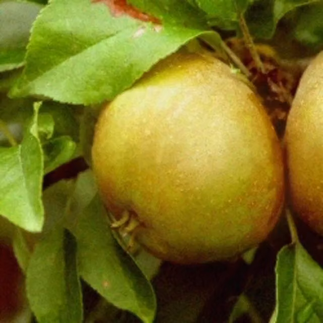 Direct Plants Egremont Russet Apple Fruit Tree, 182.88 cm Tall, in a 12 Litre Pot