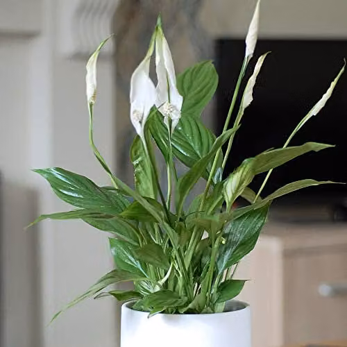 Thompson and Morgan Spathiphyllum Peace Lily Flowering Indoor Perennial House Plant, 1 x 9cm Pot